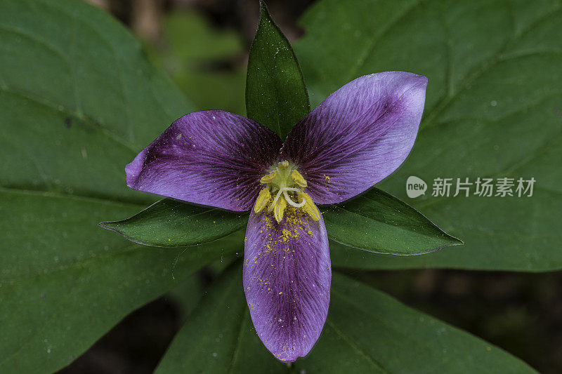 卵形延龄(Trillium ovatum)，太平洋延龄(Pacific Trillium)，又名西wakerobin、西白延龄(western white Trillium)或西延龄(western Trillium)，是黑花科(Melanthiaceae)的一种开花植物。草原溪红木州立公园;